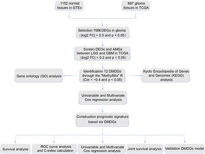 Construction of Novel Methylation-Driven Gene Model and Investigation of PARVB Function in Glioblastoma